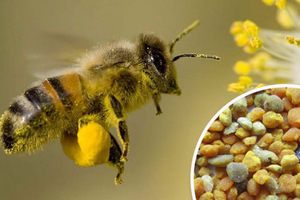 Чим корисний бджолиний пилок і як його вживати?